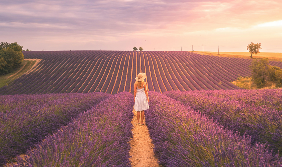 Art de la Table Provençal : Créer des Moments Inoubliables